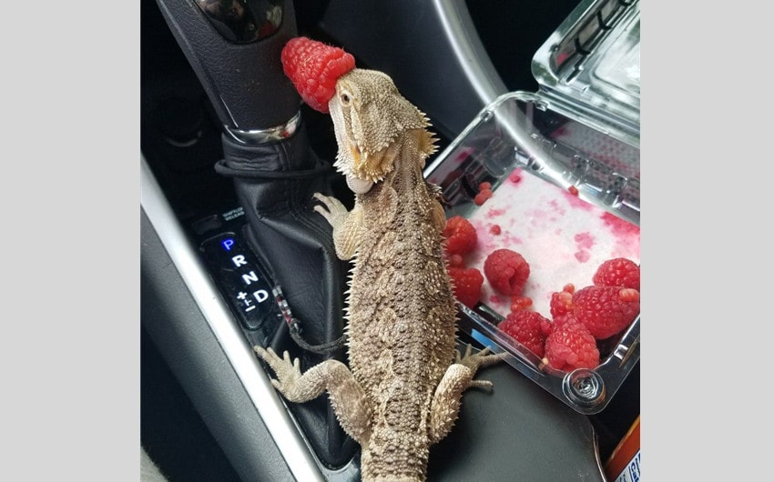 Fruits Bearded Dragons Can Eat