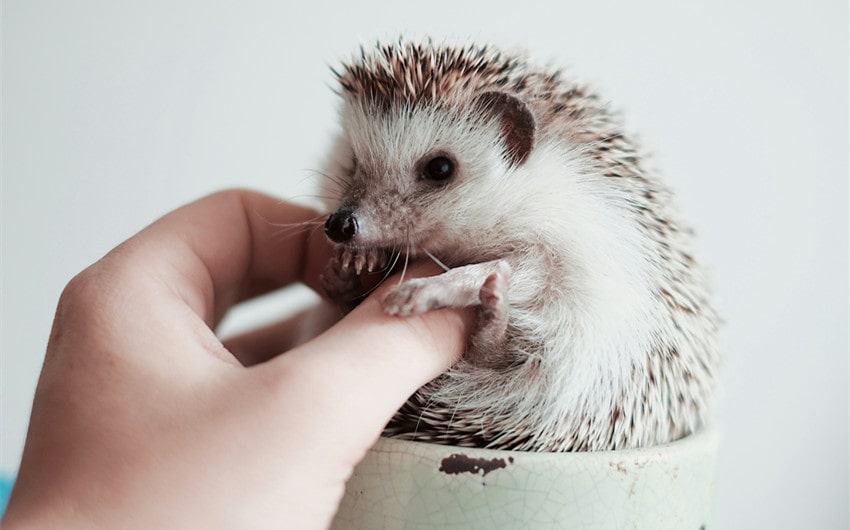 Having a Hedgehog