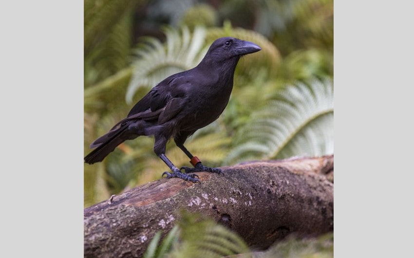 Hawaiian Crow