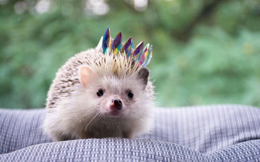 Hedgehog