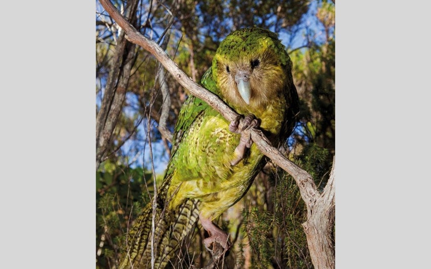 Kakapo