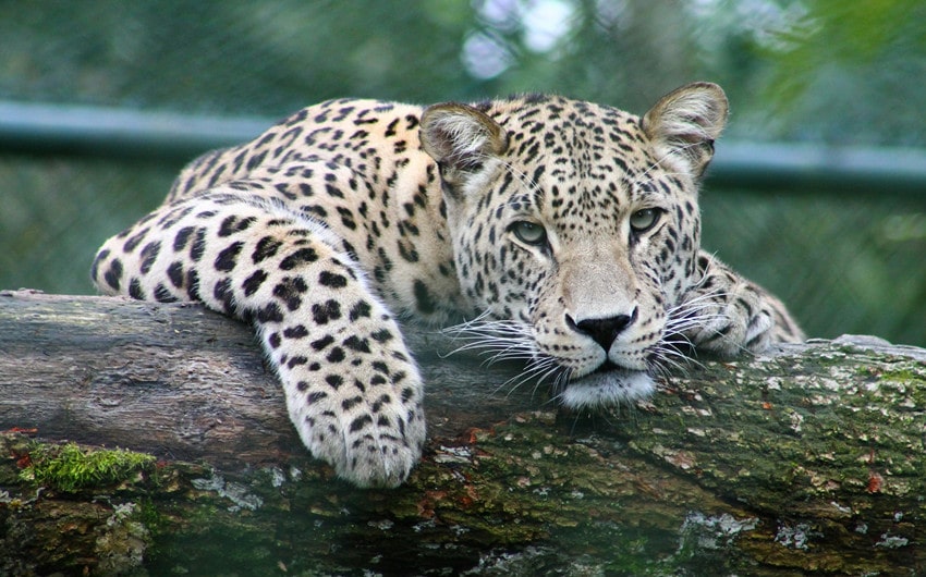 Leopard