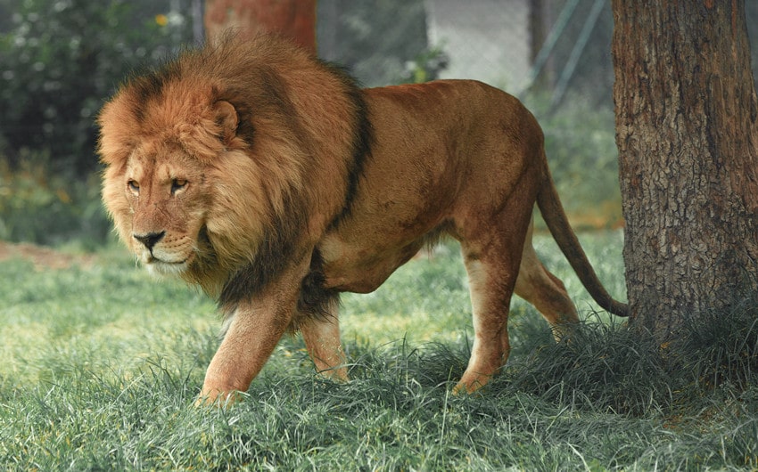 Lion