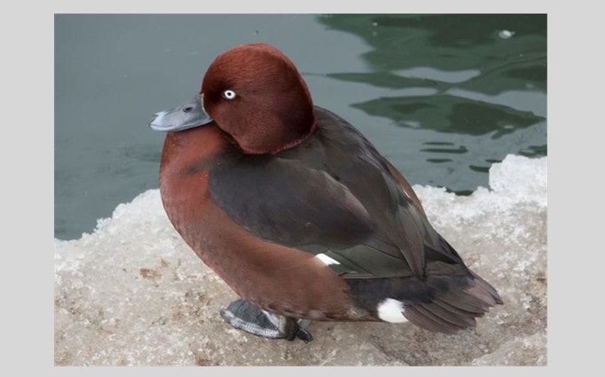 Madagascar Pochard