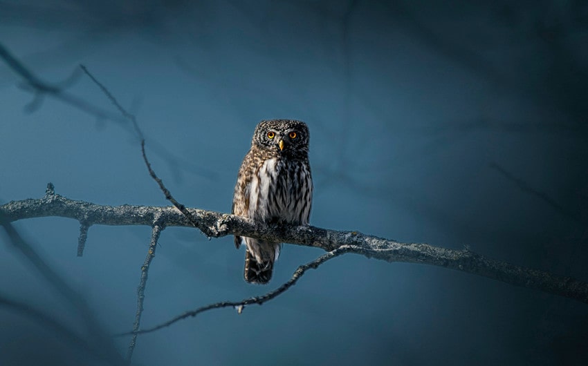 Owl at Night