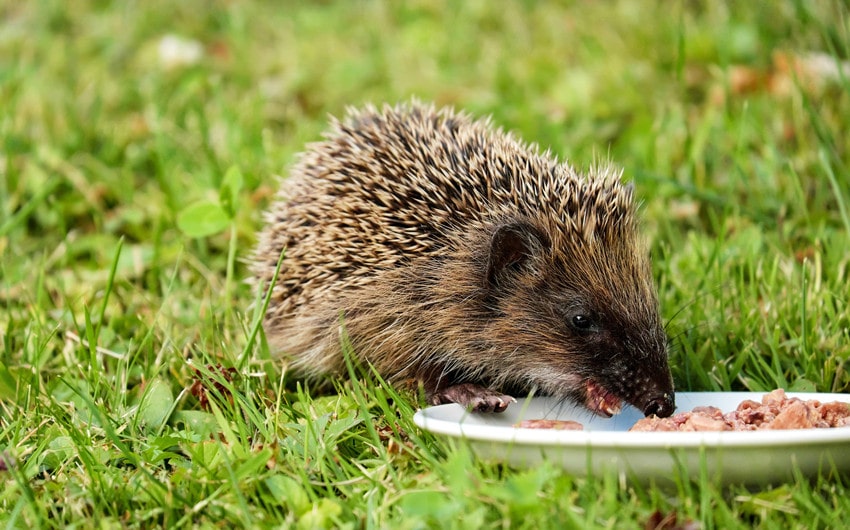 Pet Hedgehog