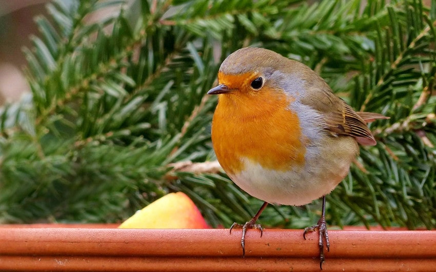 Robin Visits Your Home