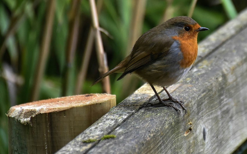 Seeing a Robin