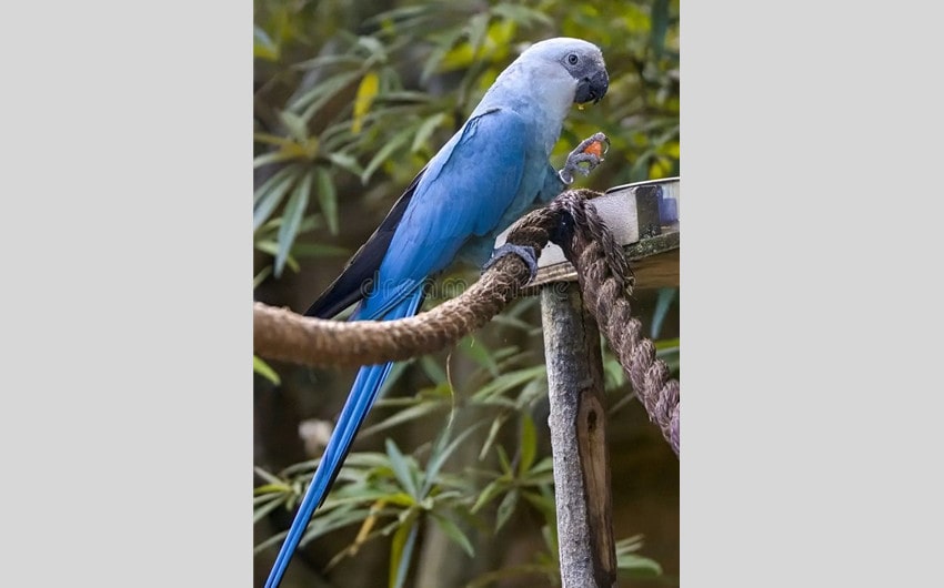 Spix’s Macaw