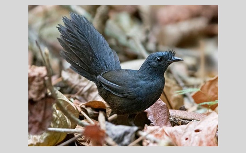 Stresemann's Bristlefront