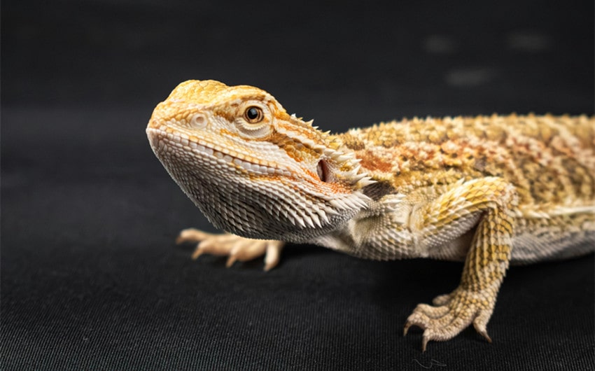 Your Bearded Dragon