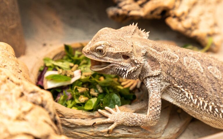 Can Bearded Dragons Eat Carrots? A Complete Feeding Guide