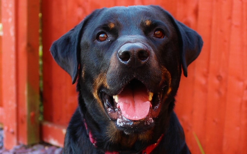 doberman rottweiler mix