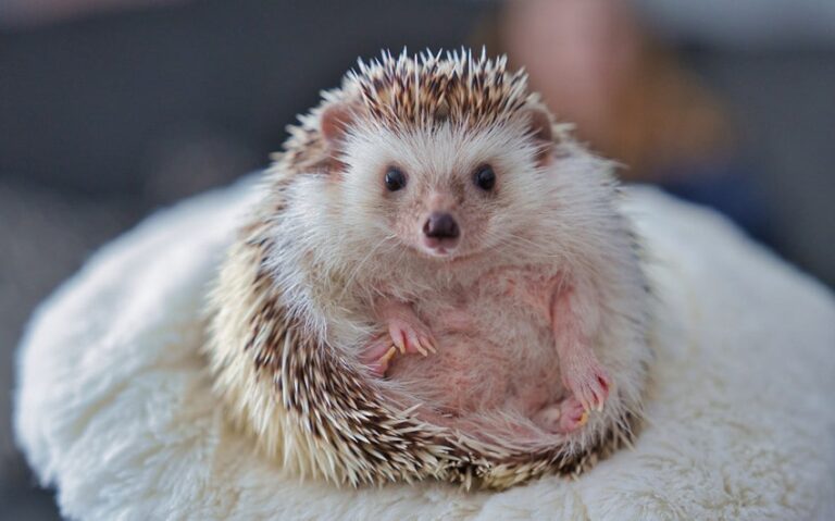 hedgehog as a pet