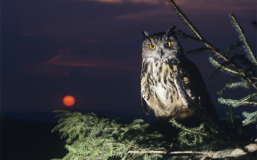 spiritual meanings of seeing an owl at night