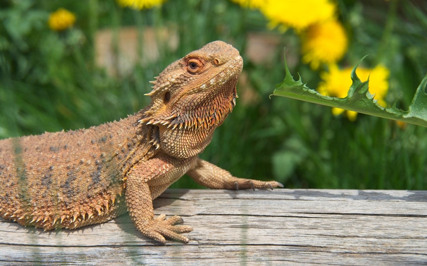 vegetables for bearded dragon