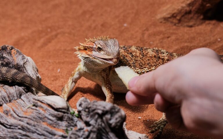 what fruits can bearded dragons eat