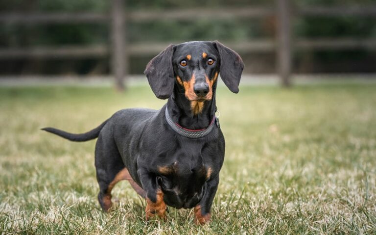 why dachshunds are the worst breed