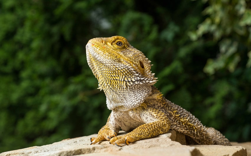 why do bearded dragons bob their heads